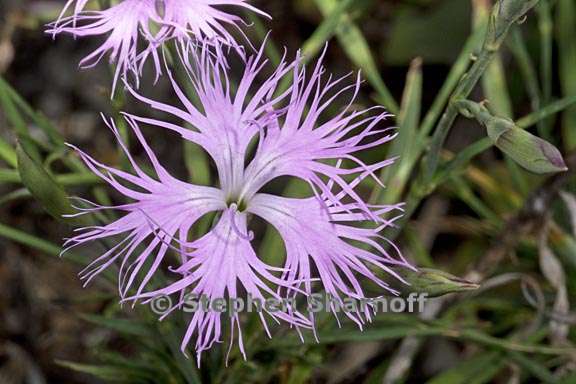 dianthus longicalyx 1 graphic